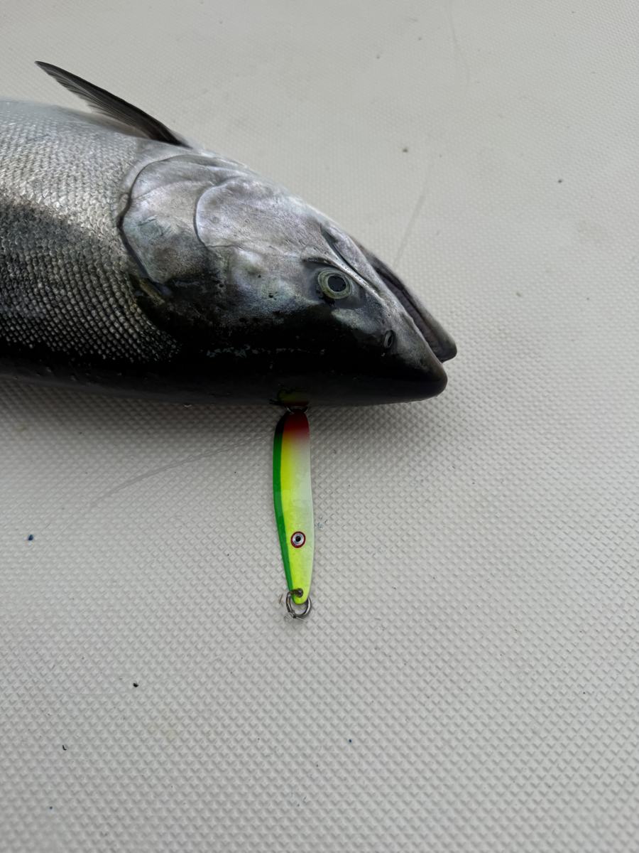 Green and yellow Gibbs Skinny G spoon in a king's mouth